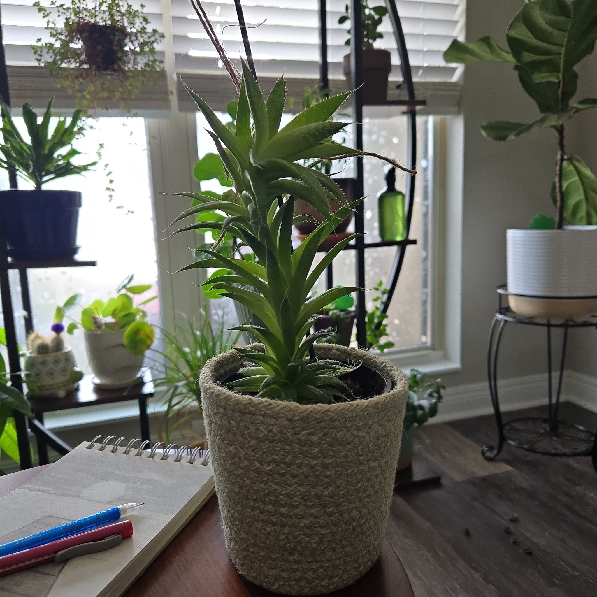 Photo of the plant species Dwarf Pineapple by @faulk628 named Jose on Greg, the plant care app