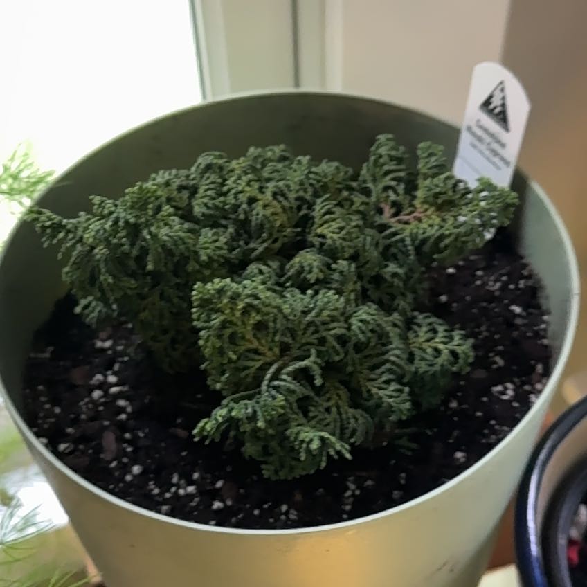 Photo of the plant species Dwarf Hinoki Cypress by @VastRockfig15 named Harry gemstone on Greg, the plant care app