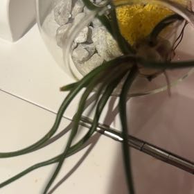 Photo of the plant species Tillandsia Bulbosa Guatomala by @VastRockfig15 named Sherlock on Greg, the plant care app