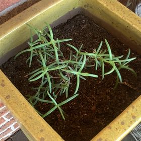 Photo of the plant species Coastal Pigface by @GutsyPinkball named Stella on Greg, the plant care app