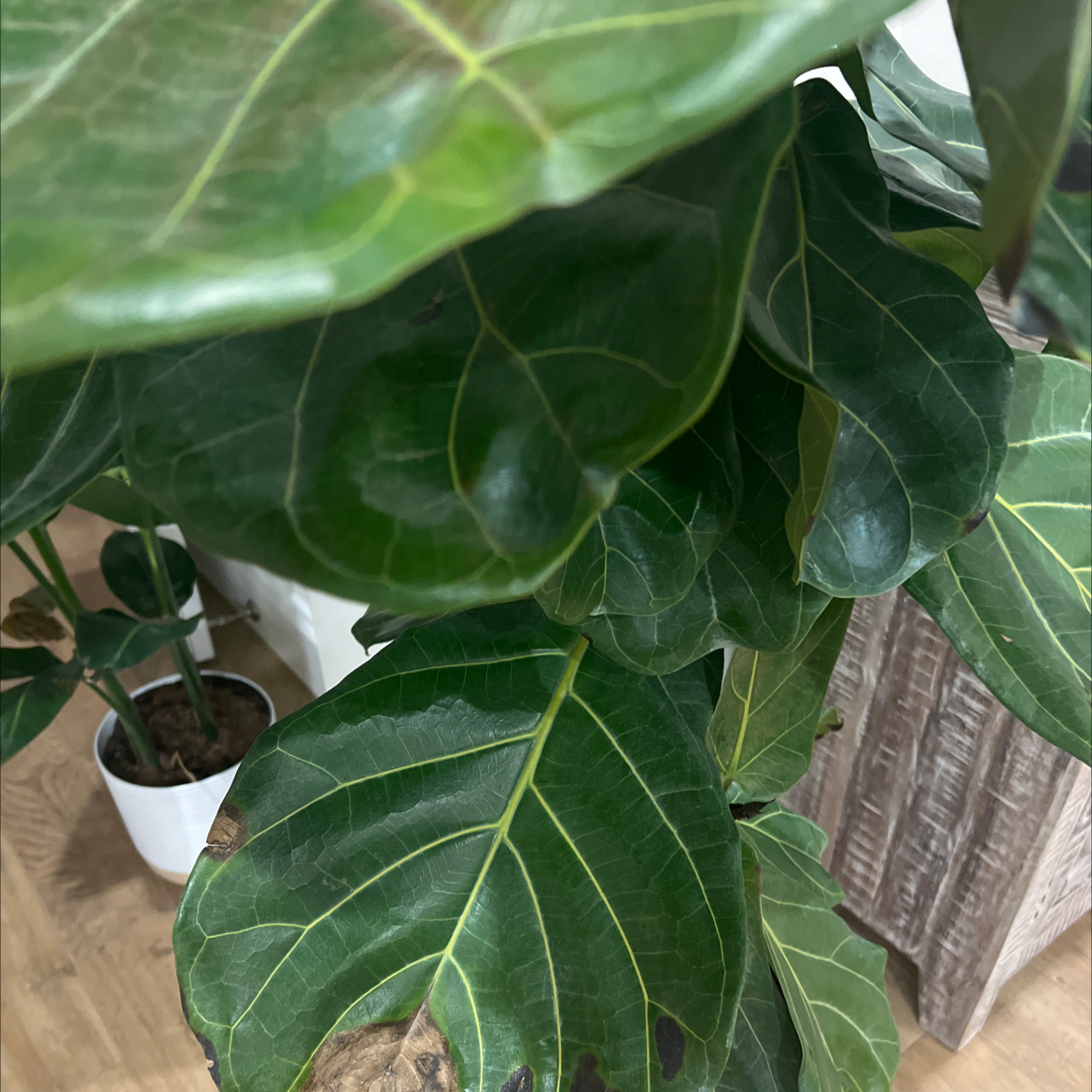 Photo of the plant species Breadfruit by @HighestChichipe named Mochi on Greg, the plant care app