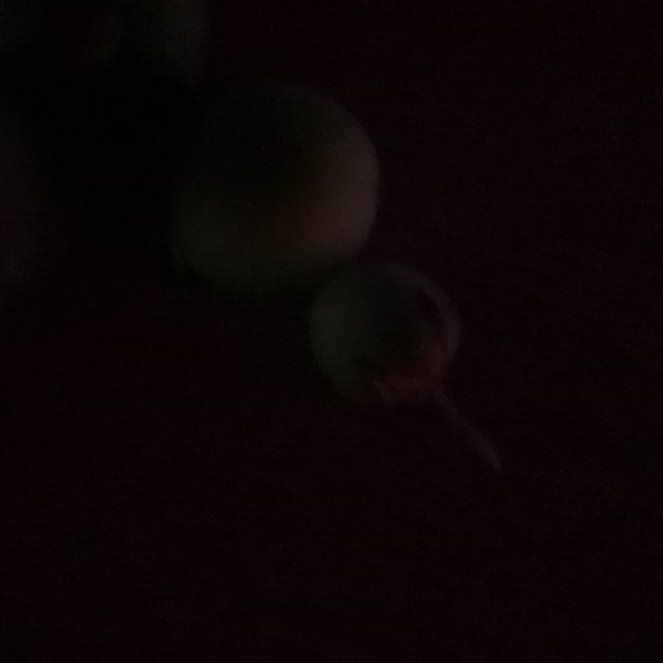 Photo of the plant species Rosa Gymnocarpa by @UberWhitfieldia named Plato on Greg, the plant care app