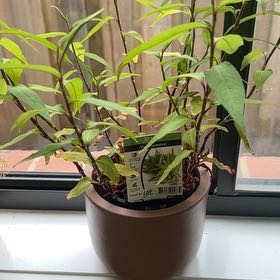 Photo of the plant species vietnamese coriander by @NewSpinymadwort named Aristotle on Greg, the plant care app