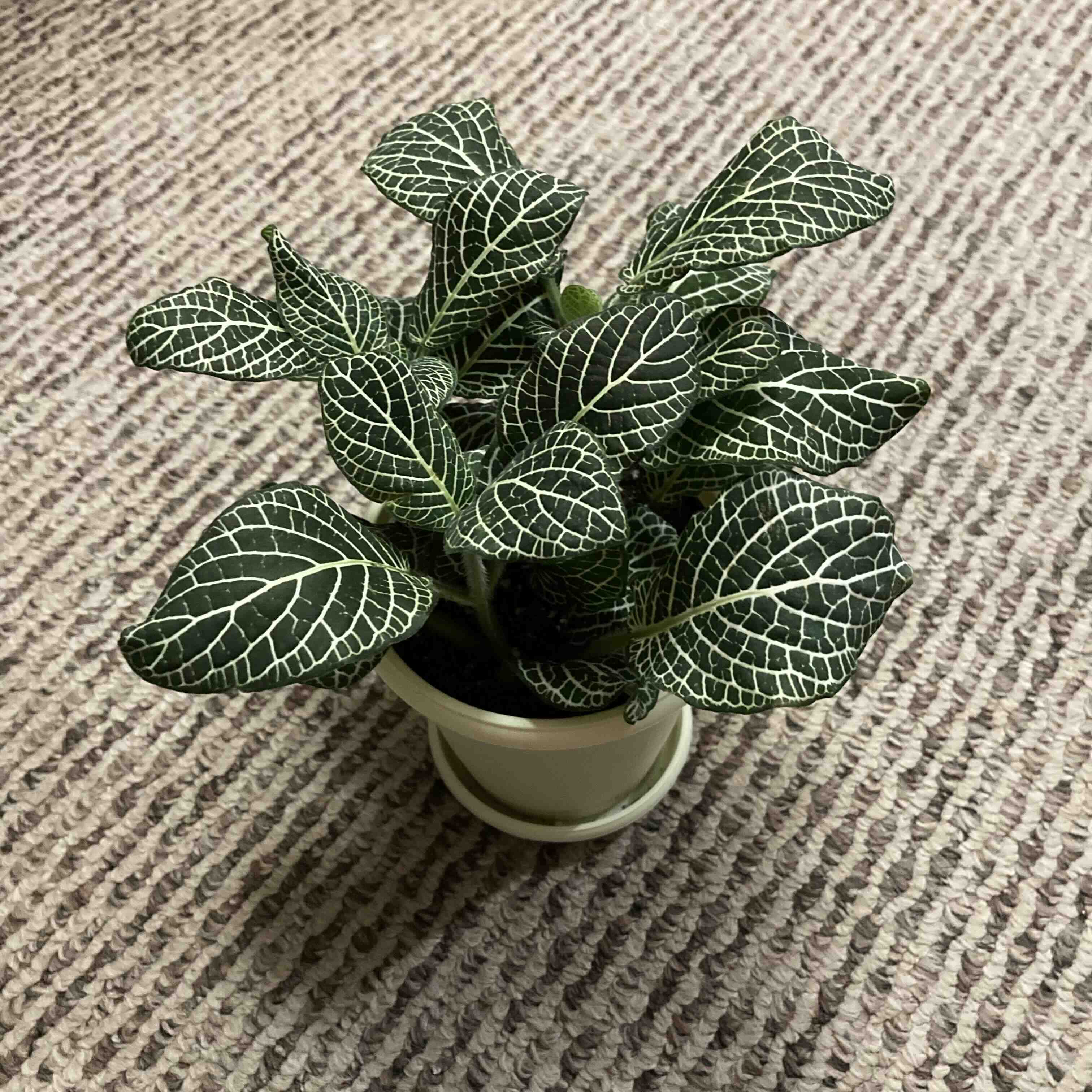 White Anne Nerve Plant in a small pot with vibrant green leaves and white veining.