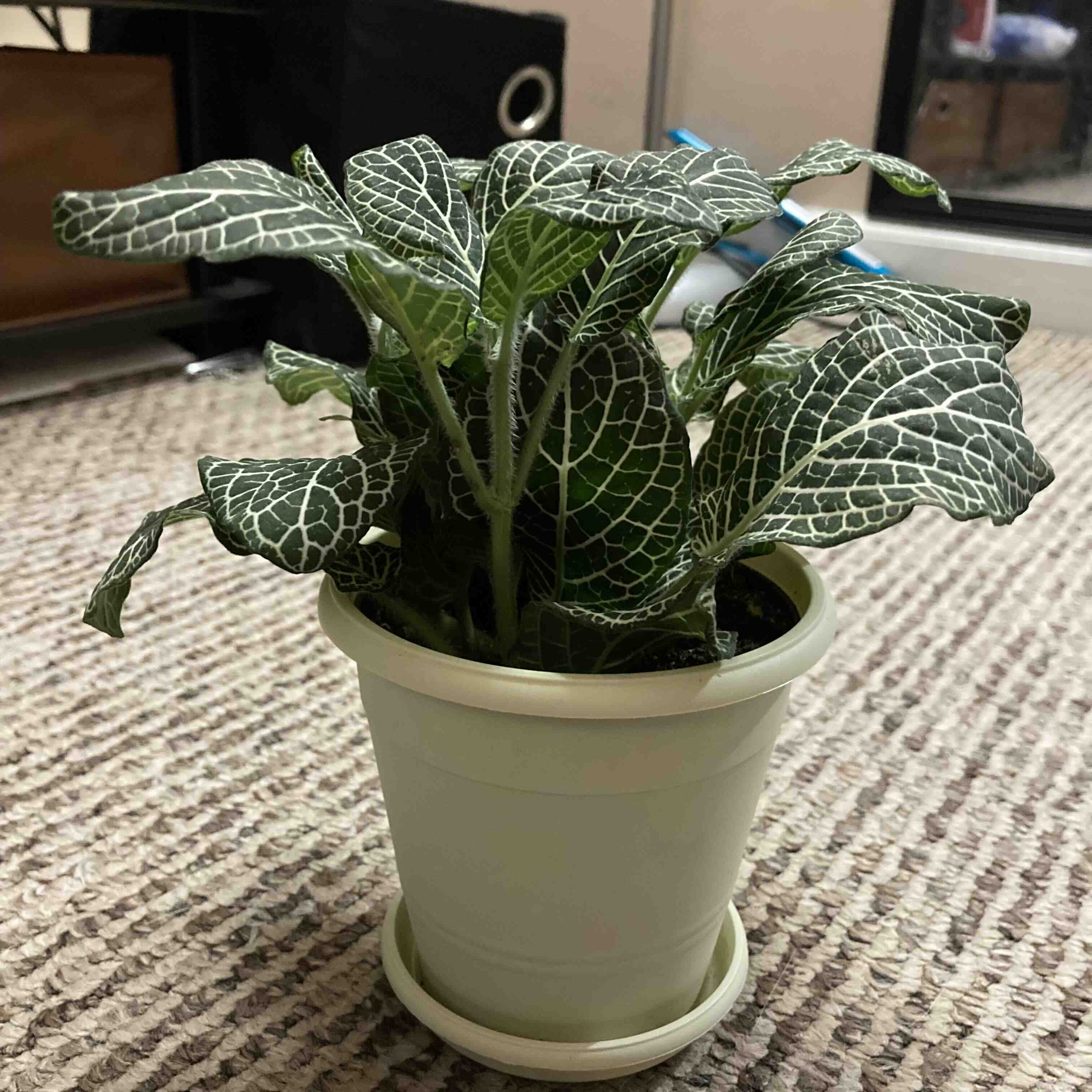 White Anne Nerve Plant in a small pot with vibrant green leaves and white veins.