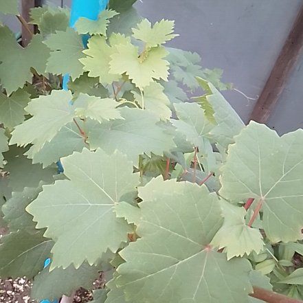Photo of the plant species Plume Poppy by @BeefyJudastree named Shakira on Greg, the plant care app