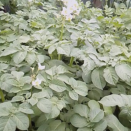 Captain Plant-it