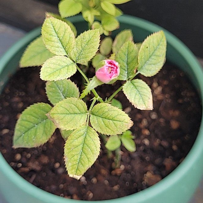 Photo of the plant species Alpine Rose by @CrucialElkweed named Gomez on Greg, the plant care app
