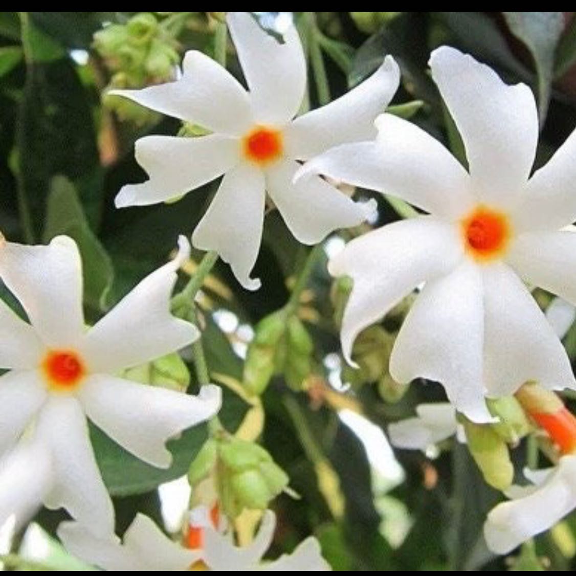Photo of the plant species parijat plant by @DinkumBigfoot named Apollo on Greg, the plant care app