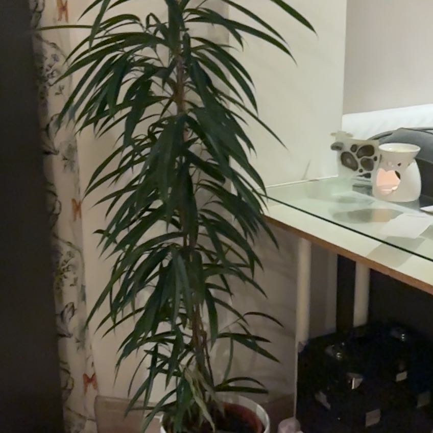 Photo of the plant species Narrow Leaf Fig by @StarBladderpod named Little Miss Figgy on Greg, the plant care app