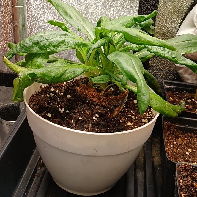 Photo of the plant species Helichrysum by @WittyCurleddock named Aria on Greg, the plant care app