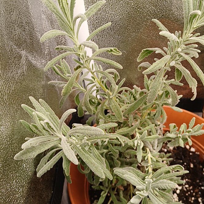 Photo of the plant species Lavender by @WittyCurleddock named Osmo on Greg, the plant care app