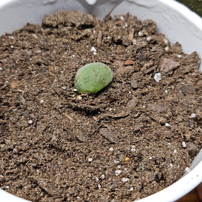 Photo of the plant species Muiria hortenseae by @GermaneCoojong named Mando on Greg, the plant care app