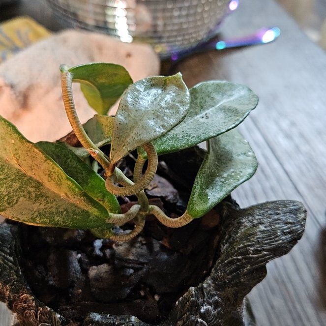 Photo of the plant species Grey Ghost Hoya Carnosa by @GermaneCoojong named Athena on Greg, the plant care app