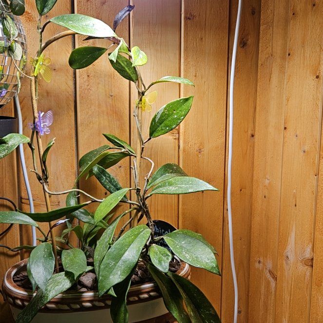 Photo of the plant species Hoya 'Publicalyx Splash' by @GermaneCoojong named ChloroPhil on Greg, the plant care app