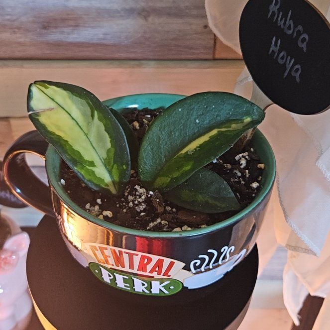 Photo of the plant species Hoya Rubra by @GermaneCoojong named Xena on Greg, the plant care app
