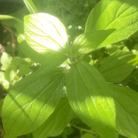 Photo of the plant species Great White Trillium by @DeftLargethyme named Marilyn on Greg, the plant care app
