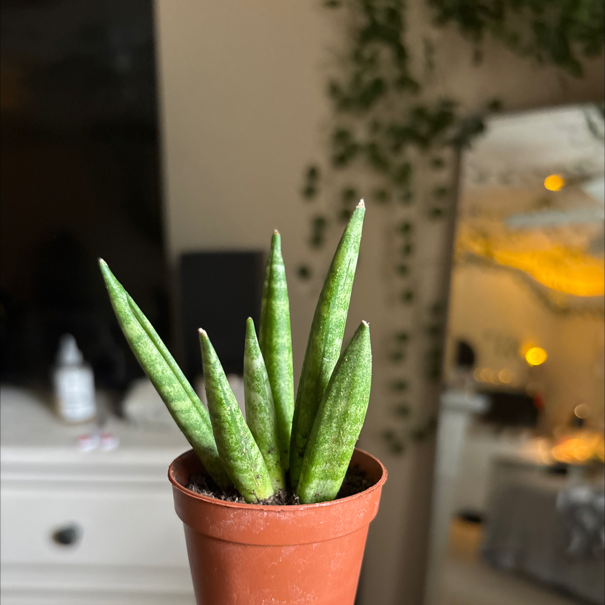 Photo of the plant species Hedgehog Sansevieria by @HarmlessBasil70 named 🦔 on Greg, the plant care app