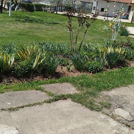 Photo of the plant species New Zealand Flax by @AceCaladium74 named Tupot amaroot on Greg, the plant care app