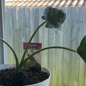 Photo of the plant species Alocasia Mirror Face by @ProHoaryragwort named Stella on Greg, the plant care app