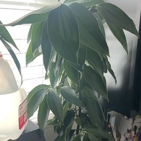 Photo of the plant species Cinnamon Tree by @SoothingClusia named Beyonce on Greg, the plant care app