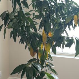 Photo of the plant species Cinnamon by @SoothingClusia named Sahara on Greg, the plant care app