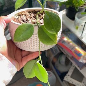 Photo of the plant species Hoya Keysii by @Colorwired named Madonna on Greg, the plant care app