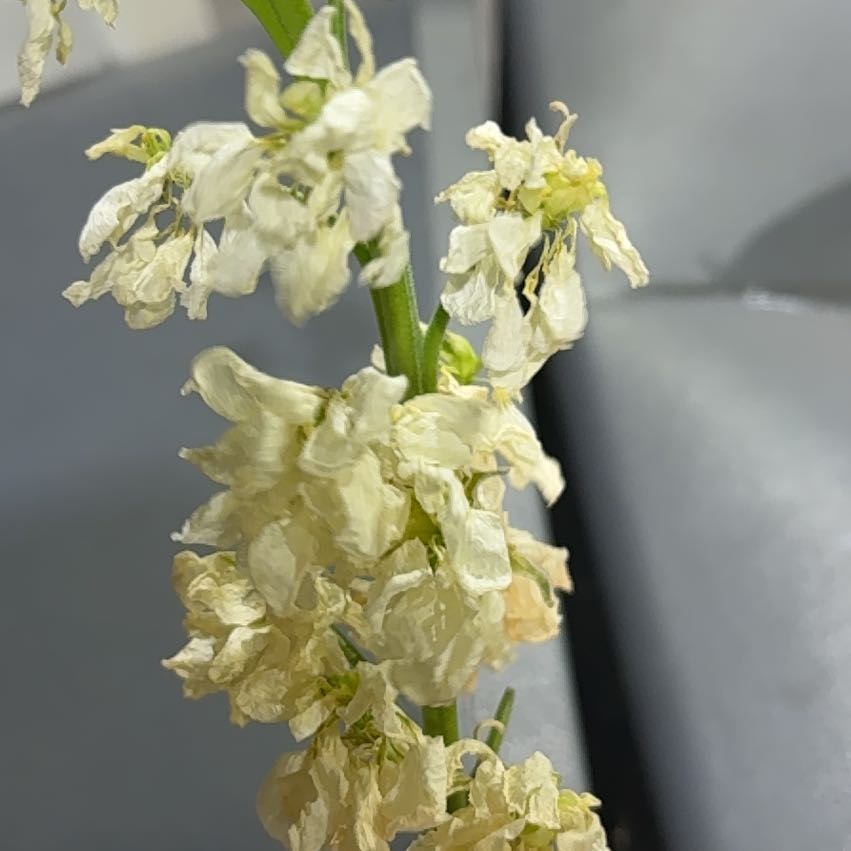 Photo of the plant species Filipendula Vulgaris by @HeroineAgarito named Apollo on Greg, the plant care app