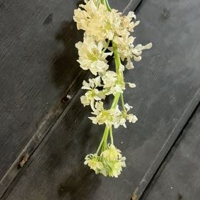 Photo of the plant species Filipendula Vulgaris by @HeroineAgarito named Sanders on Greg, the plant care app