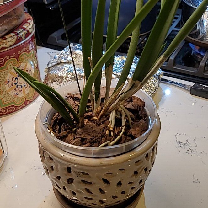 Plant care for Orchid on Greg, the plant care app
