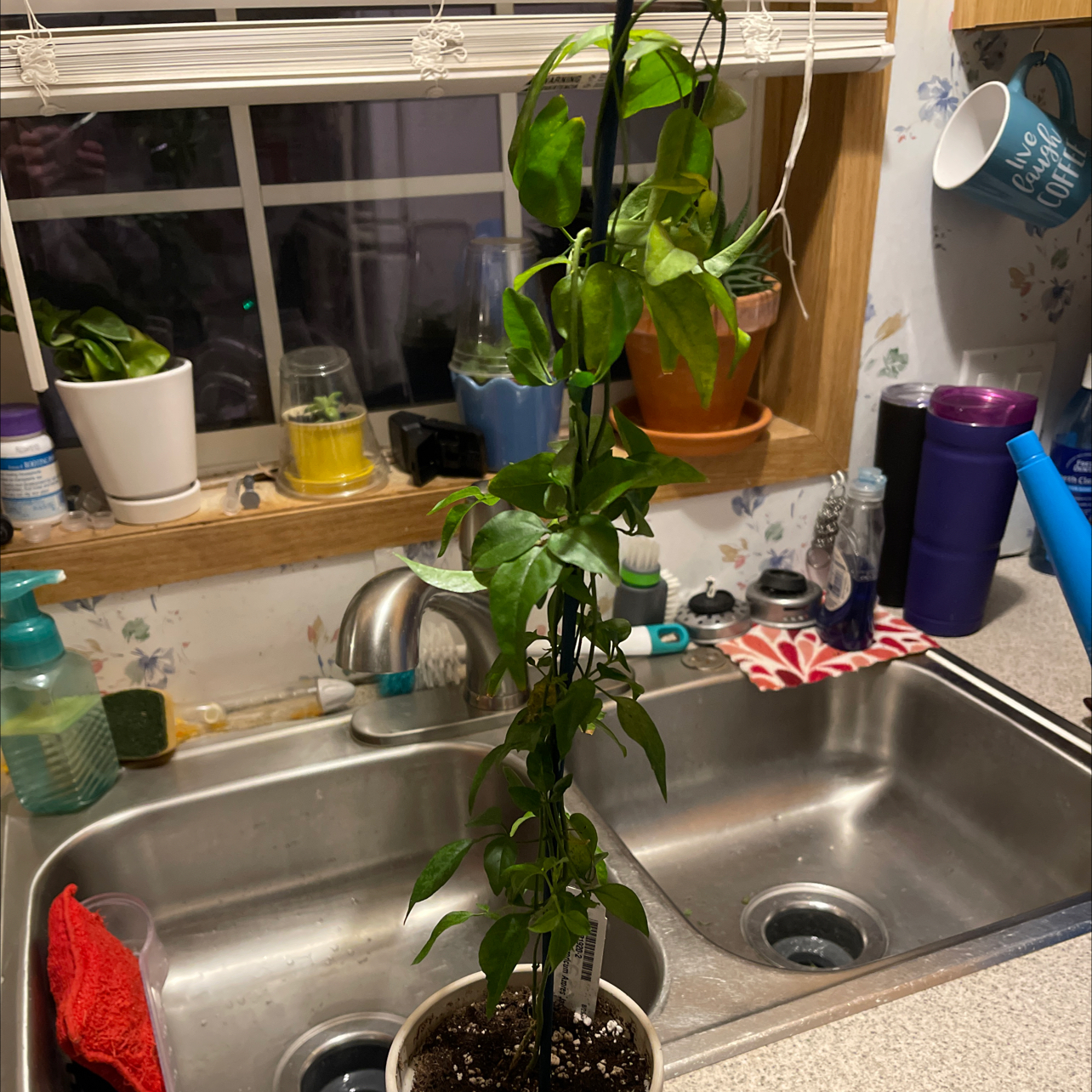 Photo of the plant species Azores Jasmine by @Cyr70 named Treeyoncé on Greg, the plant care app