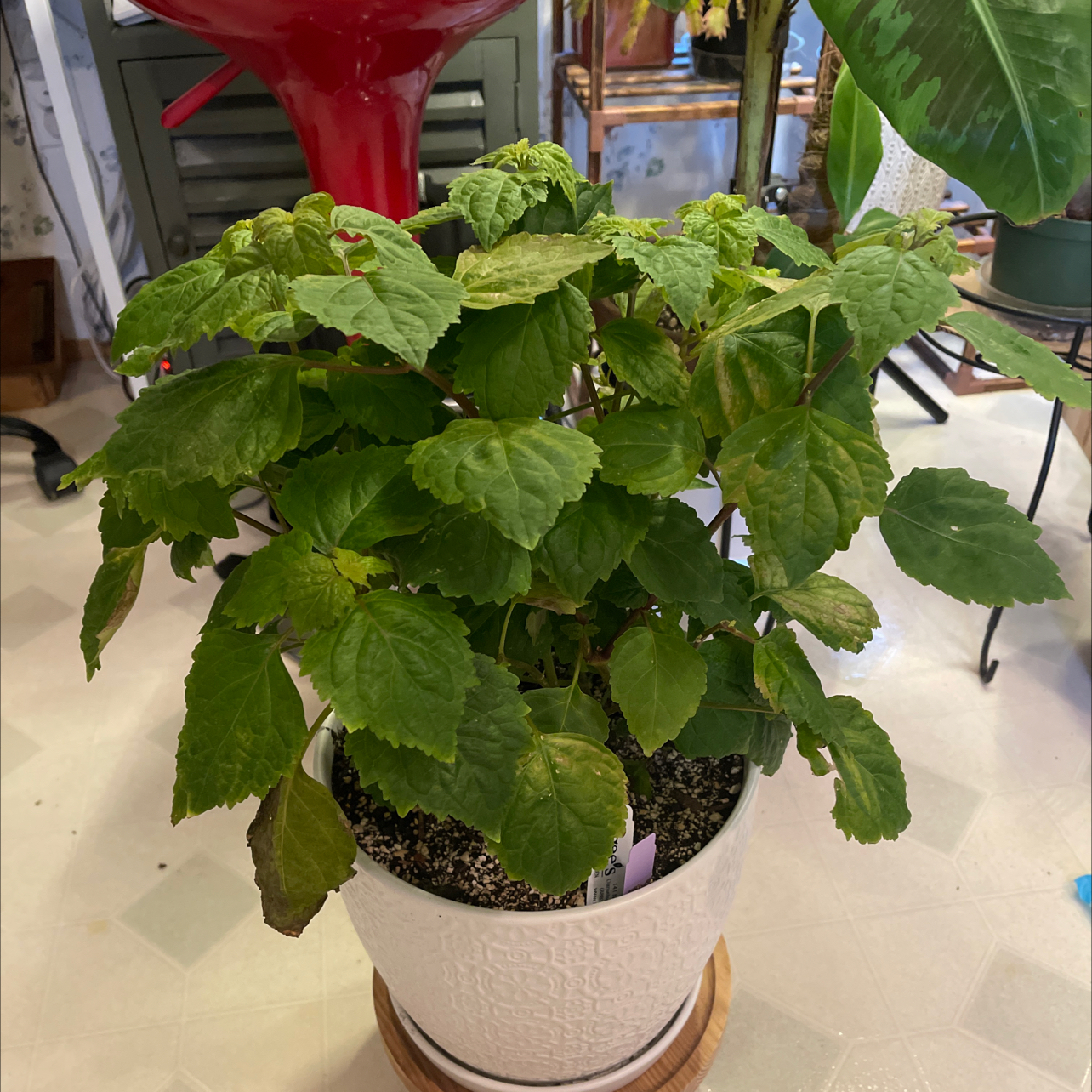Photo of the plant species Java Patchouli by @Cyr70 named Mando on Greg, the plant care app