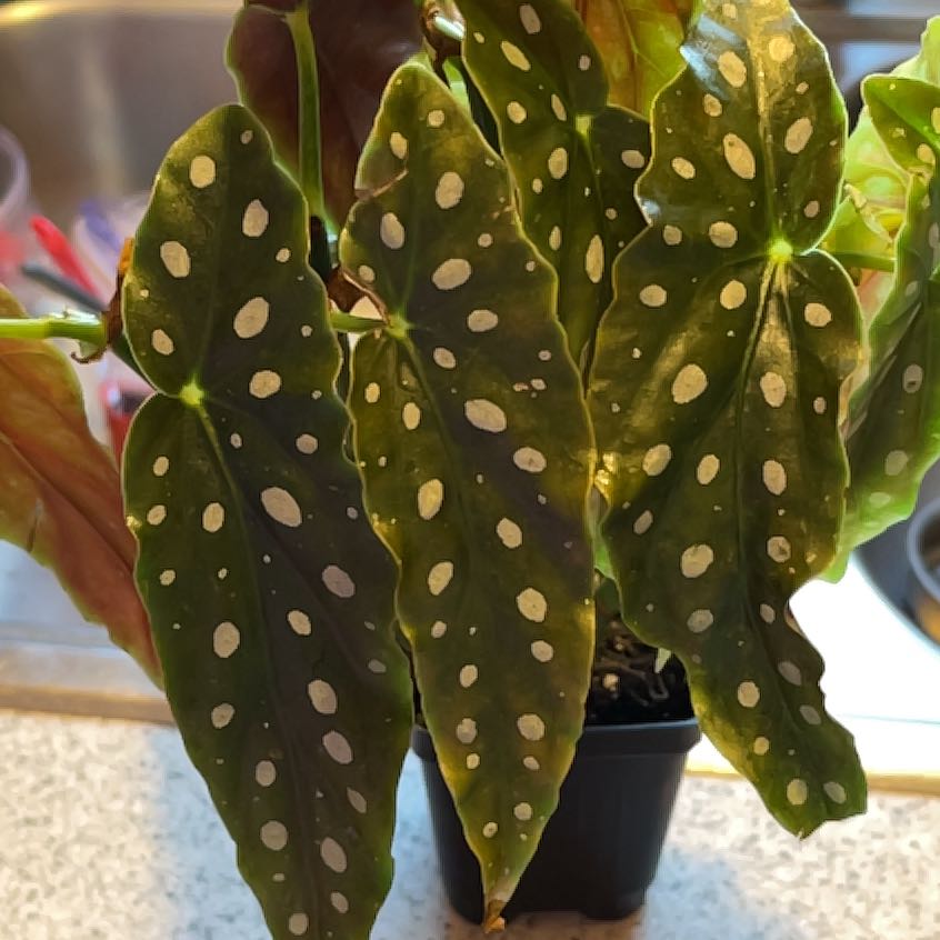 Photo of the plant species Variegated Begonia maculata by @Cyr70 named Mochi on Greg, the plant care app
