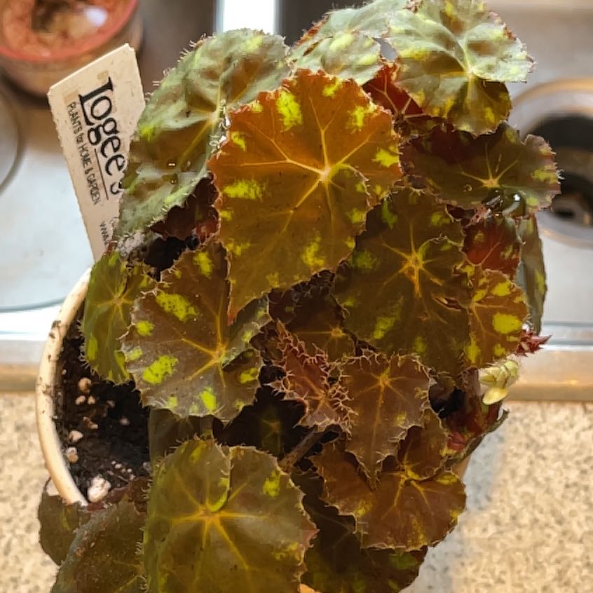 Photo of the plant species Begonia Kit Kat by @Cyr70 named Plato on Greg, the plant care app
