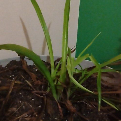 Photo of the plant species Lady of the Night by @MajorNaillichen named Gaga on Greg, the plant care app