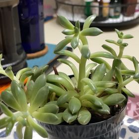 Photo of the plant species Pachyveria Spring Bouquet by @LordTexasredoak named Athena on Greg, the plant care app