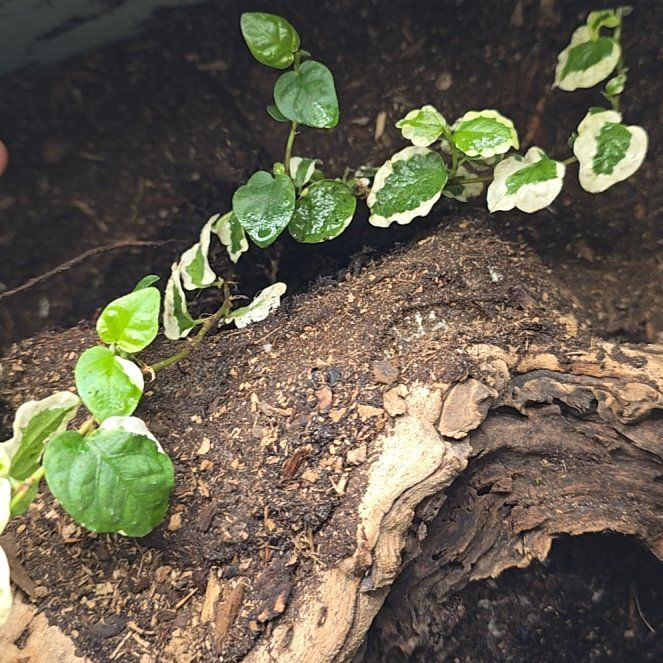 Photo of the plant species Bellis Ficus by @DelicateZelkova named Messi on Greg, the plant care app