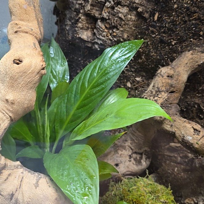 Photo of the plant species Bellis Ficus by @DelicateZelkova named Robert Plant on Greg, the plant care app