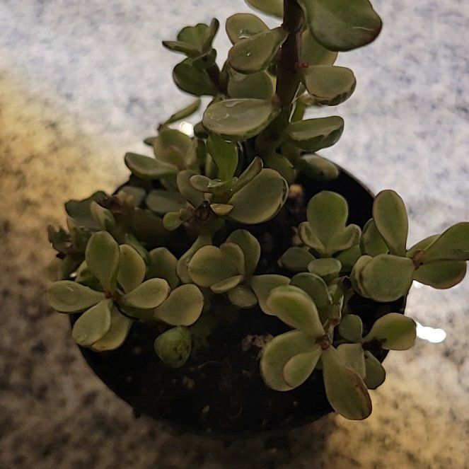 Photo of the plant species Portulacaria afra 'Aurea' by @UniqueCarrottop named da Vinci on Greg, the plant care app