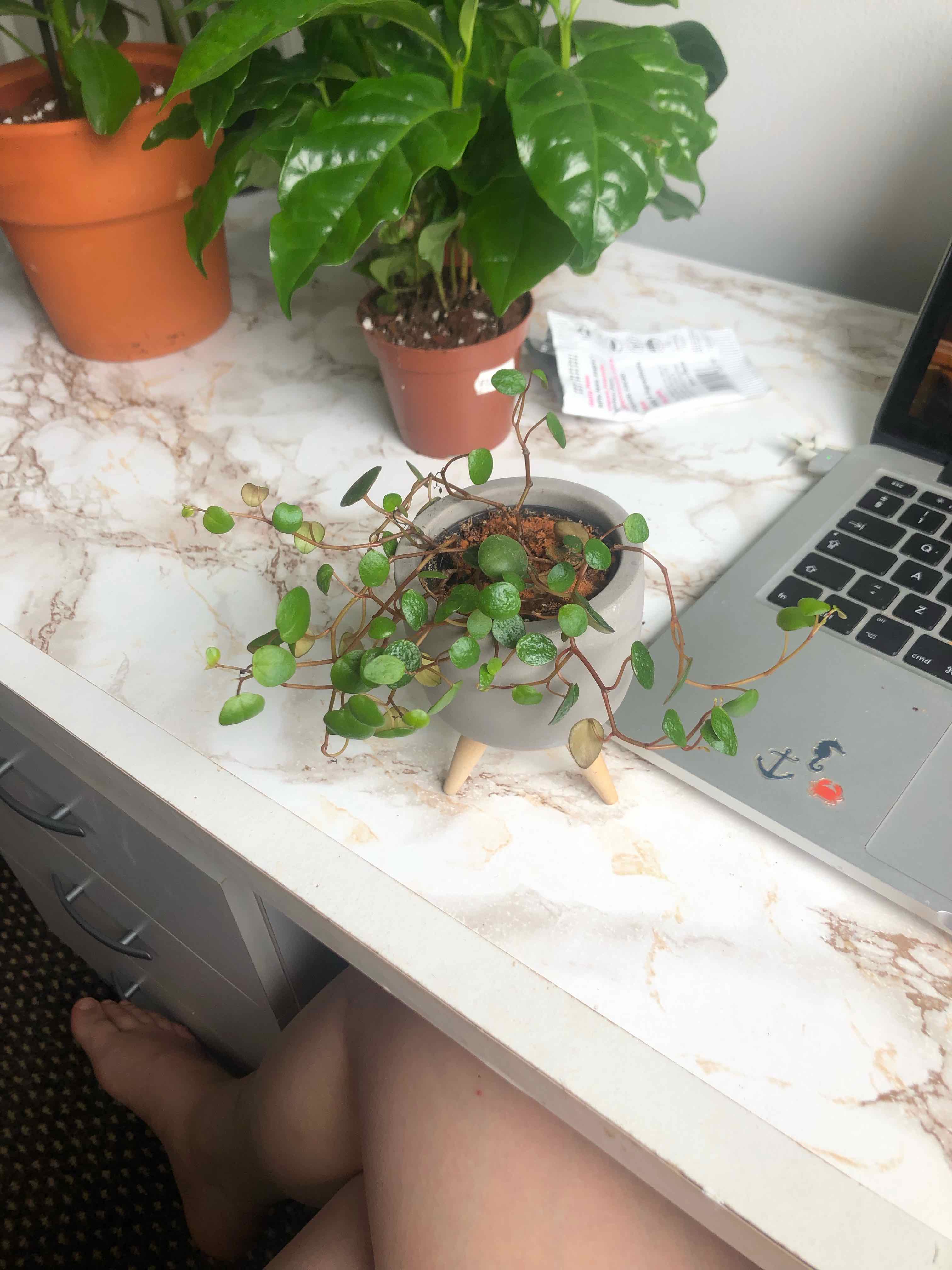 Peperomia 'Pepperspot' plant in a pot on a desk with another plant in the background.