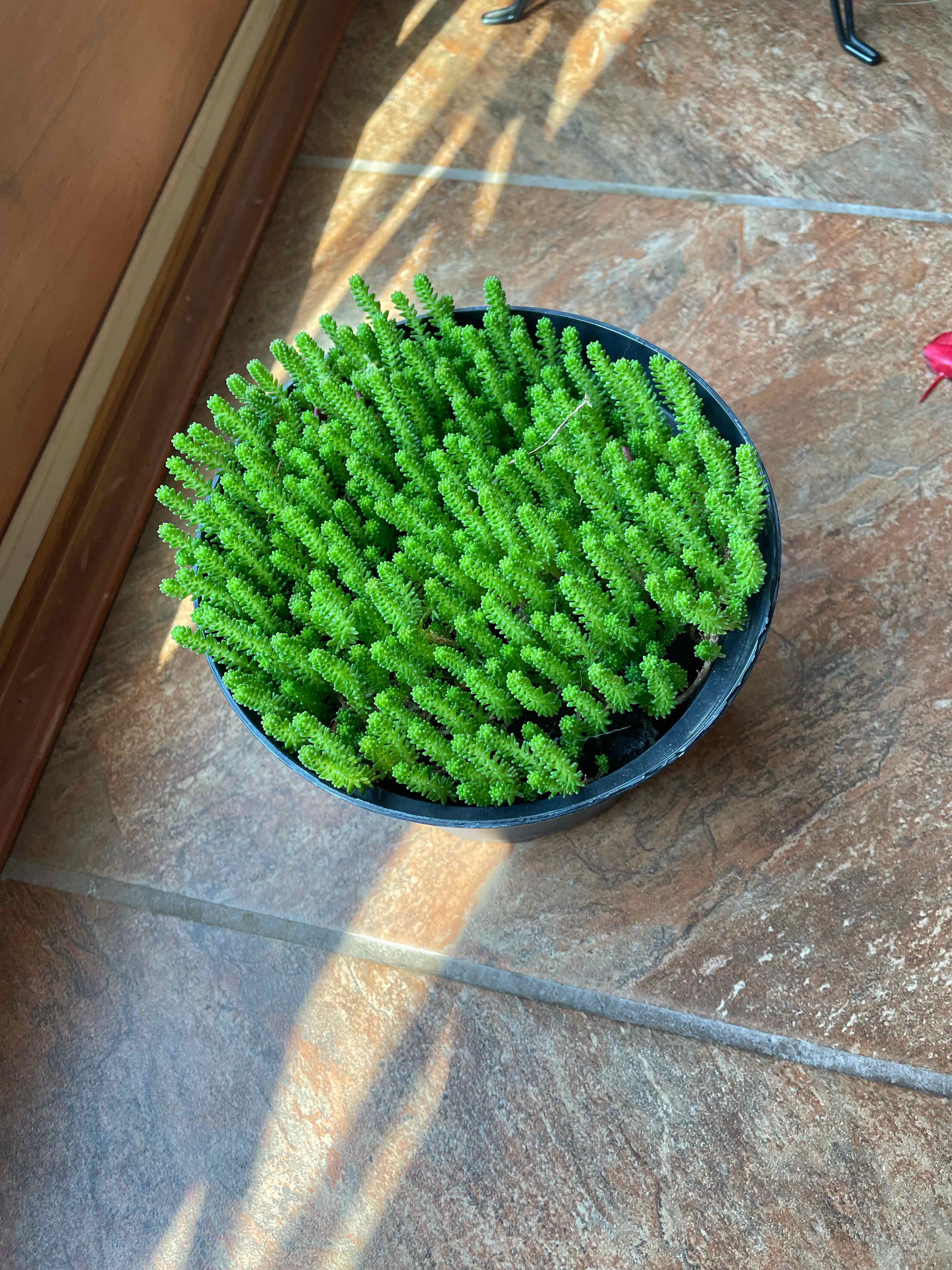 Potted Goldmoss Stonecrop plant with vibrant green foliage.
