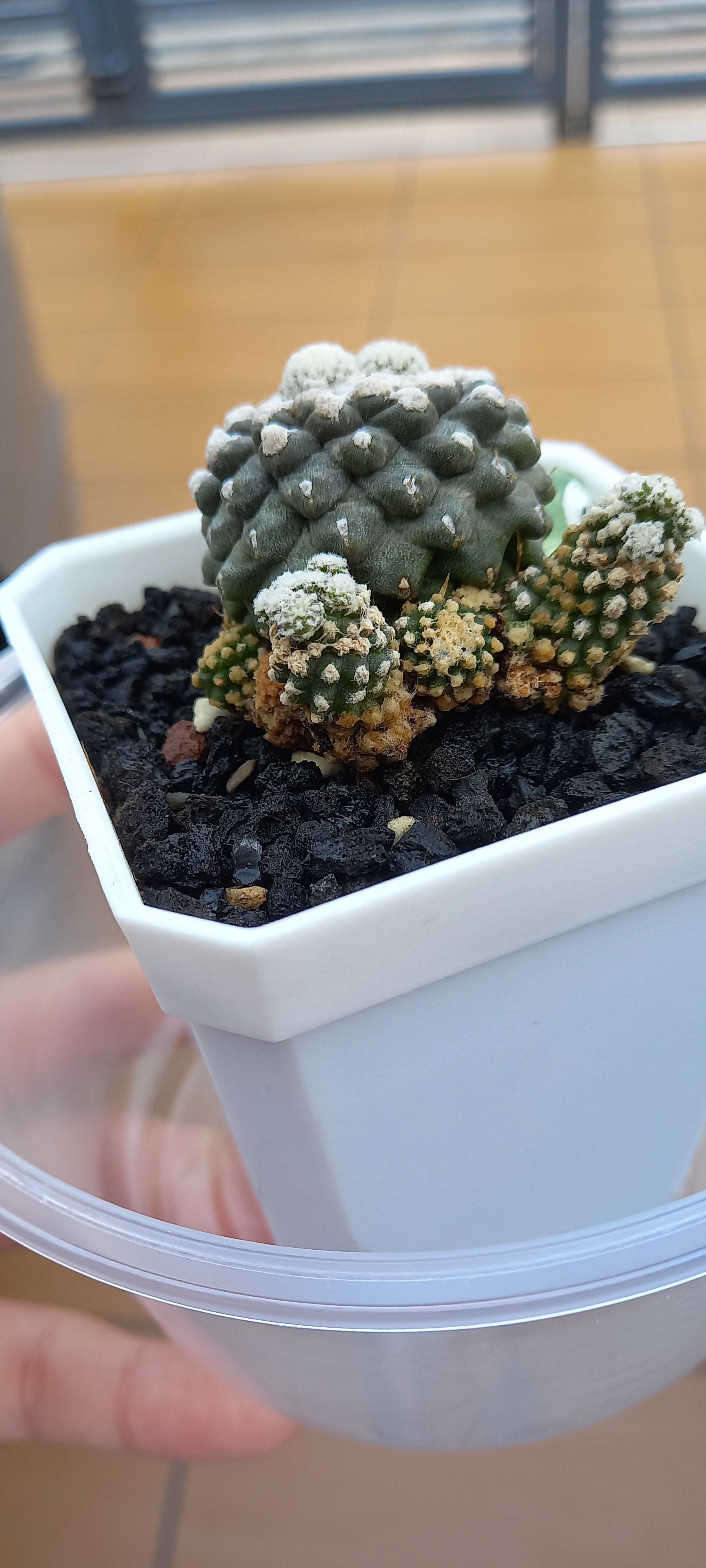 Plant care for Blossfeldia on Greg, the plant care app