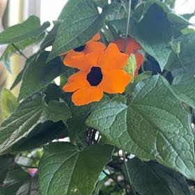 Photo of the plant species Blackeyed Susan Vine by @BestBahiagrass named Gates on Greg, the plant care app