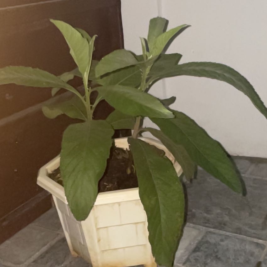 Photo of the plant species Sambong by @BossGollum60 named Osmo on Greg, the plant care app