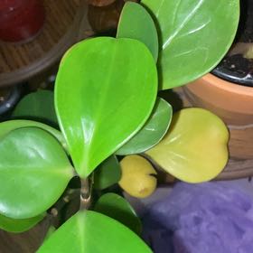 Photo of the plant species Peperomia sprucei by @Me1tee named Gaga on Greg, the plant care app