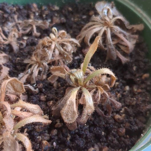 Photo of the plant species Sundew by @mapleroot named Sundew on Greg, the plant care app