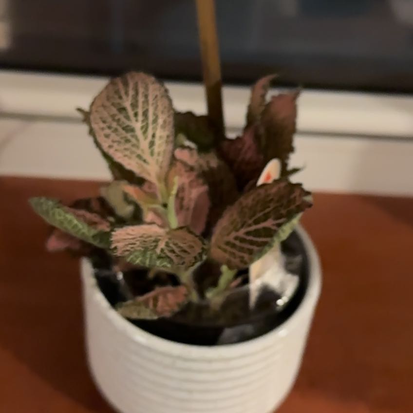 Photo of the plant species Fittinia Blackstar by @SilkyTitoki39 named Messi on Greg, the plant care app