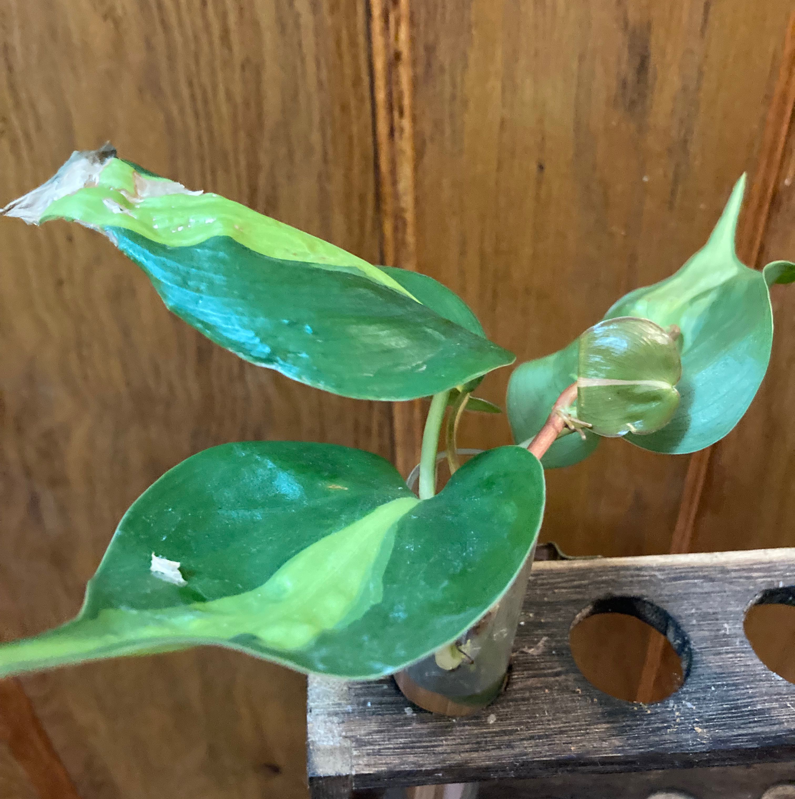 Brazil Philodendron plant with green leaves, some edge damage, on a wooden surface.