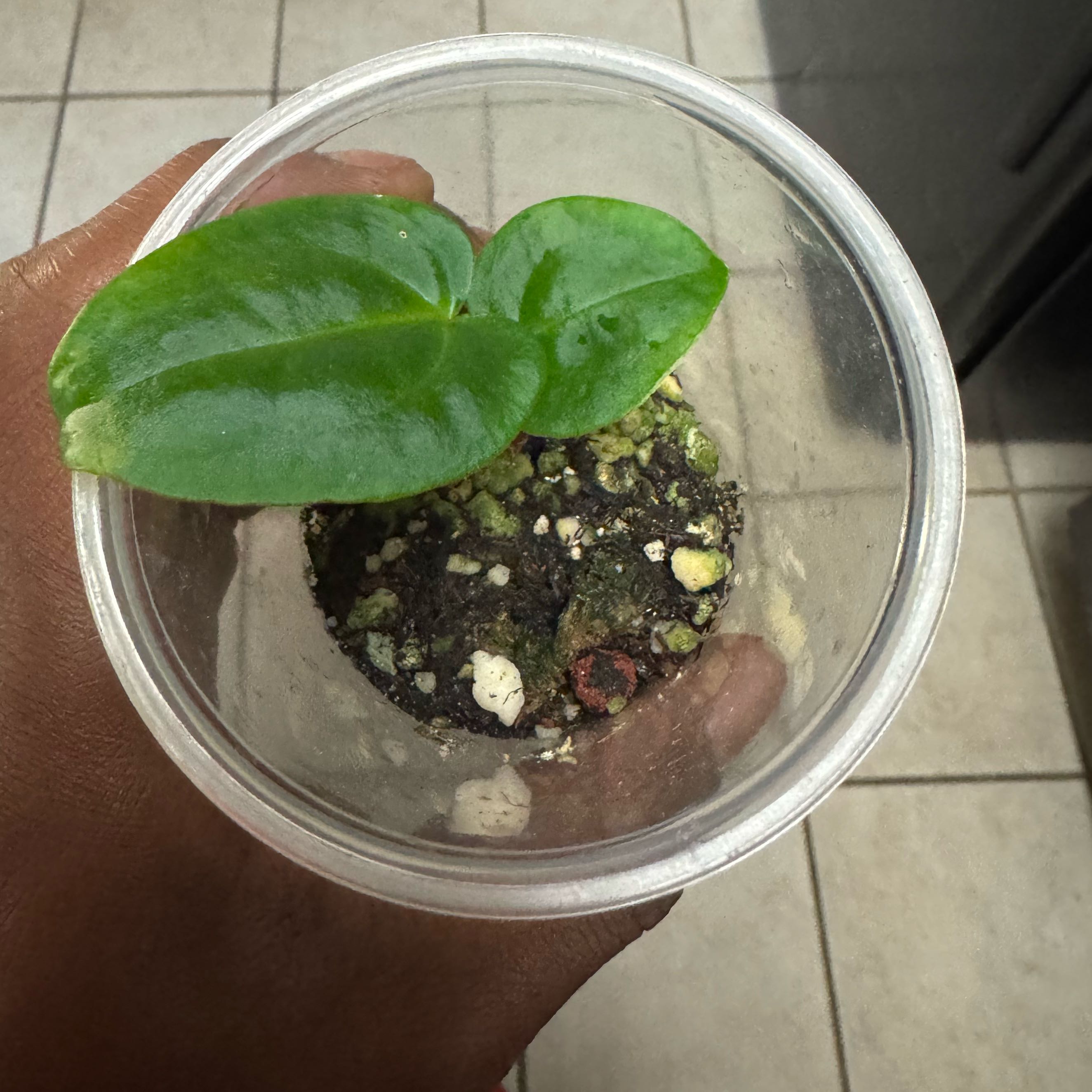 Photo of the plant species Anthurium 'Raven Heart' by @AvidOkra96 named Morgan Treeman on Greg, the plant care app