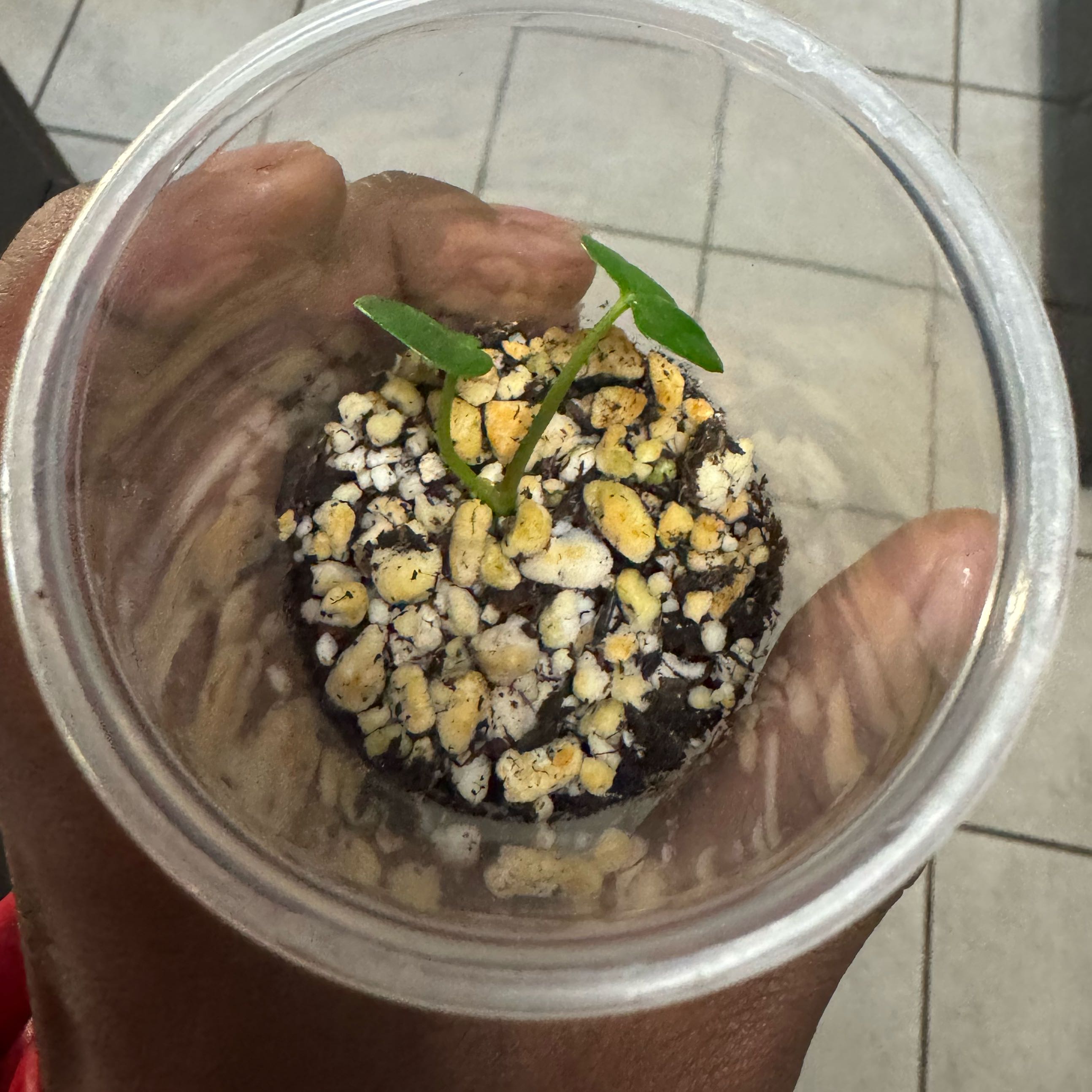 Photo of the plant species Anthurium 'Raven Heart' by @AvidOkra96 named Shakira on Greg, the plant care app